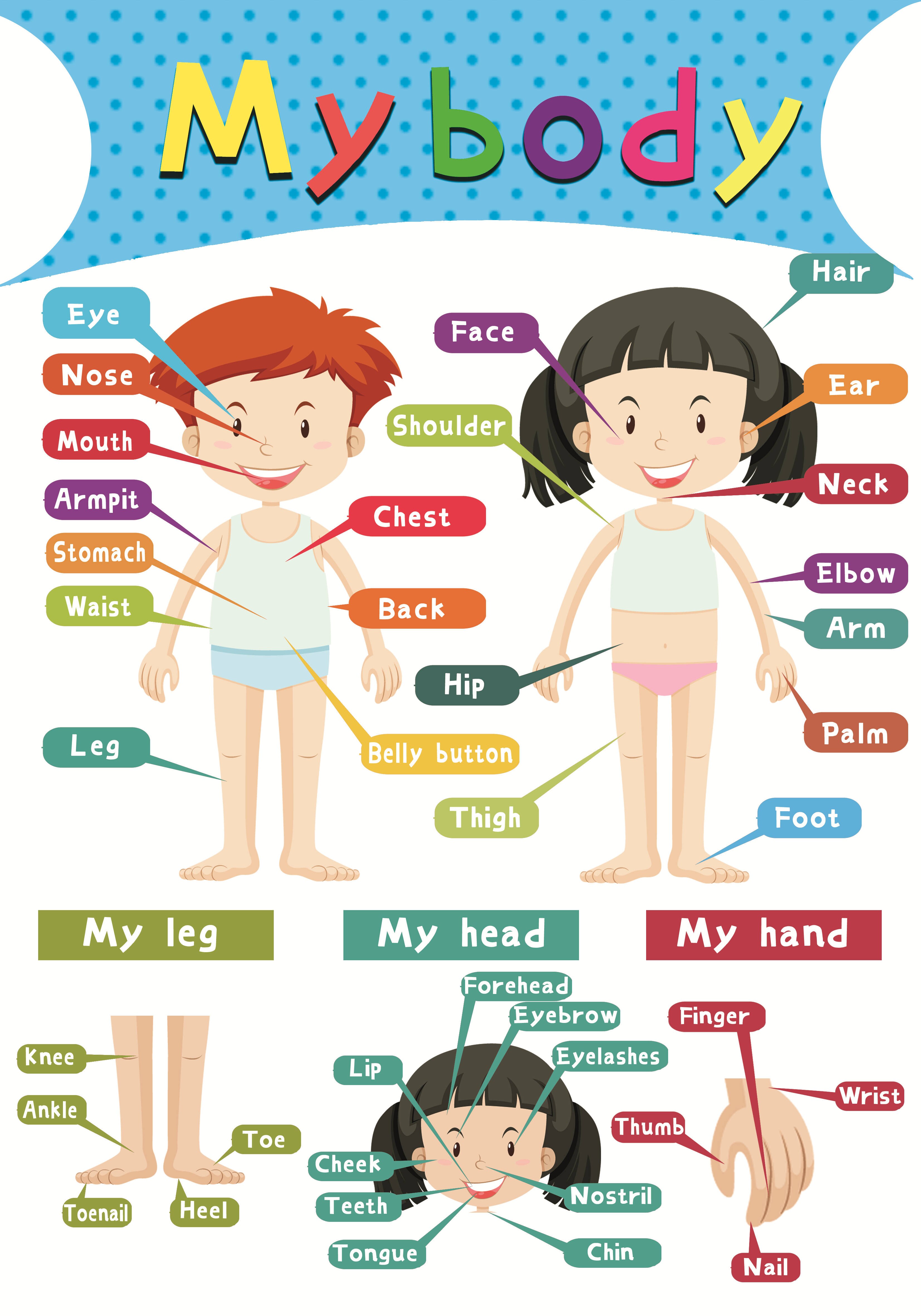 1Pcs 40X28Cm Materials for Children's Primary Education Paper Alphabet,number,color,seasons,farm Animals,my Body: My body