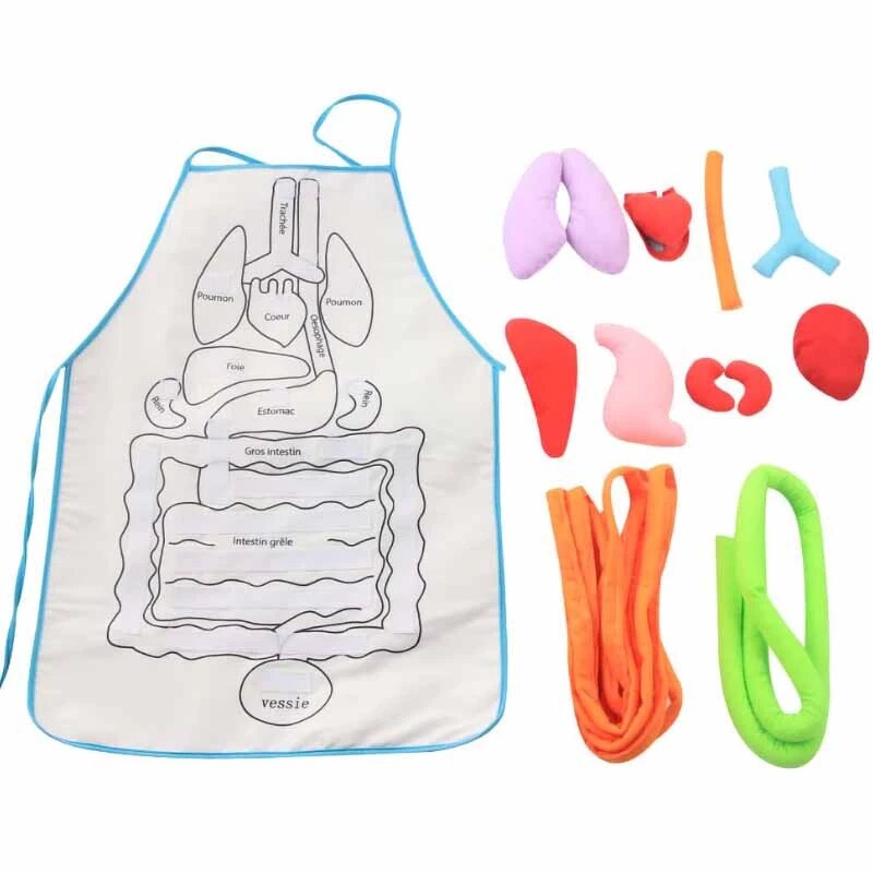 Anatomy Apron Human Body Organs Educational Insights Human Organs Home Apron Aids Toys For Children Body Teaching