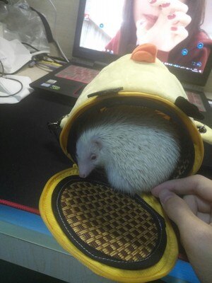 Kartonnen schattige eekhoorn hamster warme slaapzak kleine huisdierenmand egel cavia hamster reiskooi ademend anti-bijt