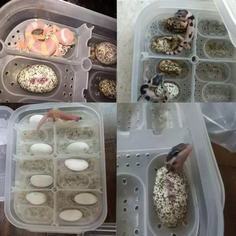 Incubadora de huevos para reptiles 14 ranuras de bandeja cubierta transparente para serpiente, lagarto Gecko huevos Hatcher caja de incubación