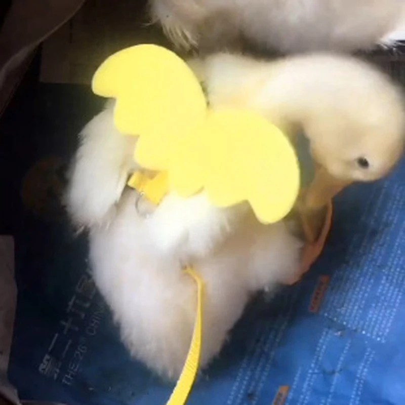 Harnais réglable laisse corde chat et chien pour canard petits animaux formation marche remorquage corde fournitures pour animaux de compagnie