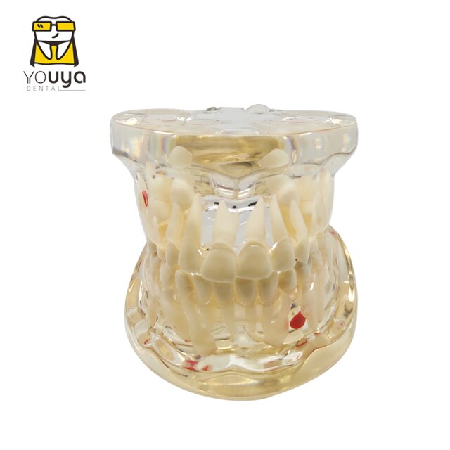 Dental Model For Children Deciduous Tooth Permanent Teeth Alternating Study Teathing Pediatric Dental Pathology Preventive Model: E