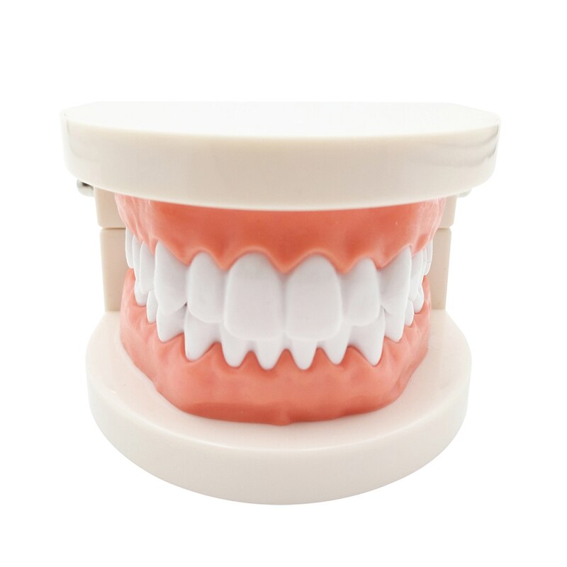 Resin Dental Model 28 Removable Teeth Model Dental Tooth Typodont Model for dentist Teaching Gum teeth model Dentistry Equipment: Default Title