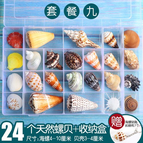 Natuurlijke Shell Schelp Exemplaren Populaire Wetenschappelijke Materialen Conch Geschenkdoos Kleuterschool Voorschoolse Mariene Biologie Collection Craft: 9 1
