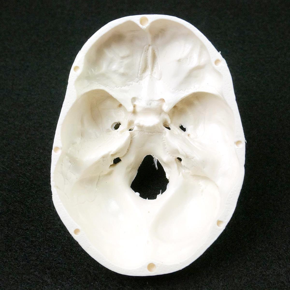 Kranium model af menneskelig anatomisk model medicin kranium menneskelig anatomisk anatomi hoved studerer anatomi undervisning forsyninger