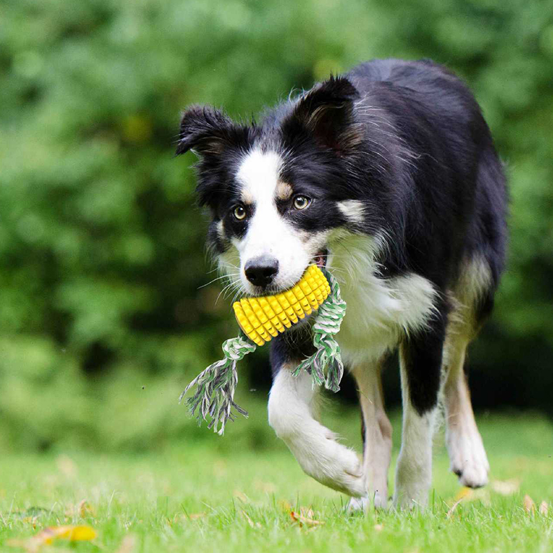 Majs form hund interaktivt legetøj kæledyr molar stick gummi holdbare tænder børstning rent værktøj hund tygger legetøj til små hunde sjove legetøj