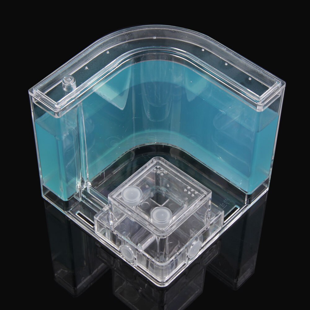 Hormigas acrílicas 3D para granja de hormigas, accesorios educativos de decoración, caja de hormigas mundial: Azul