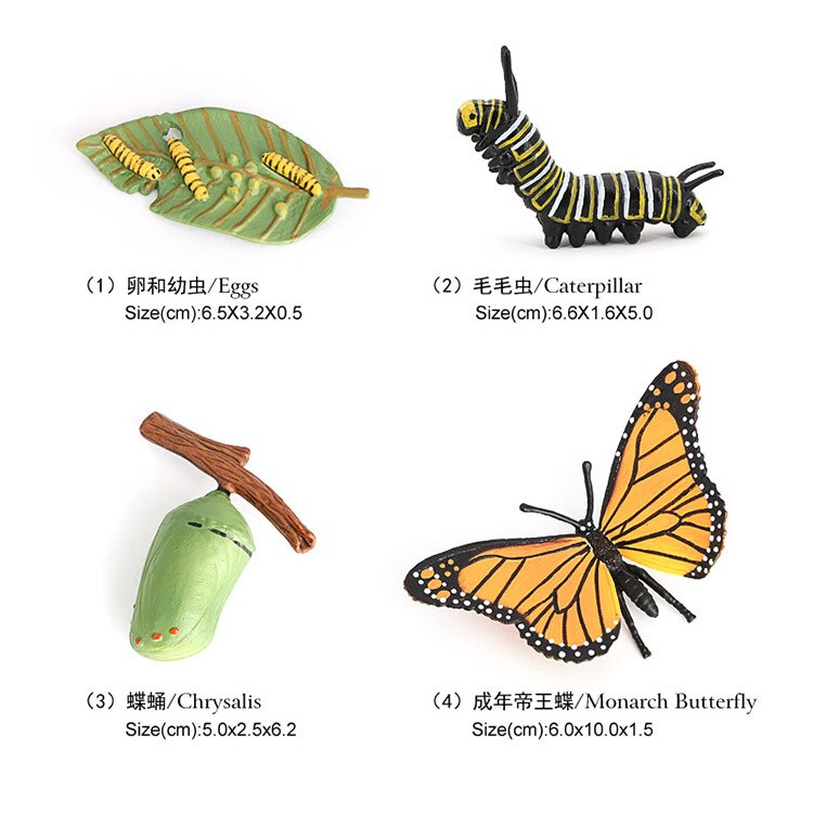 10 Sets Animal Life Growth Cycle Simulation Model Bee Ladybird Spider Bettle Butterfly Biology Nature Learning Toys: Dark Khaki