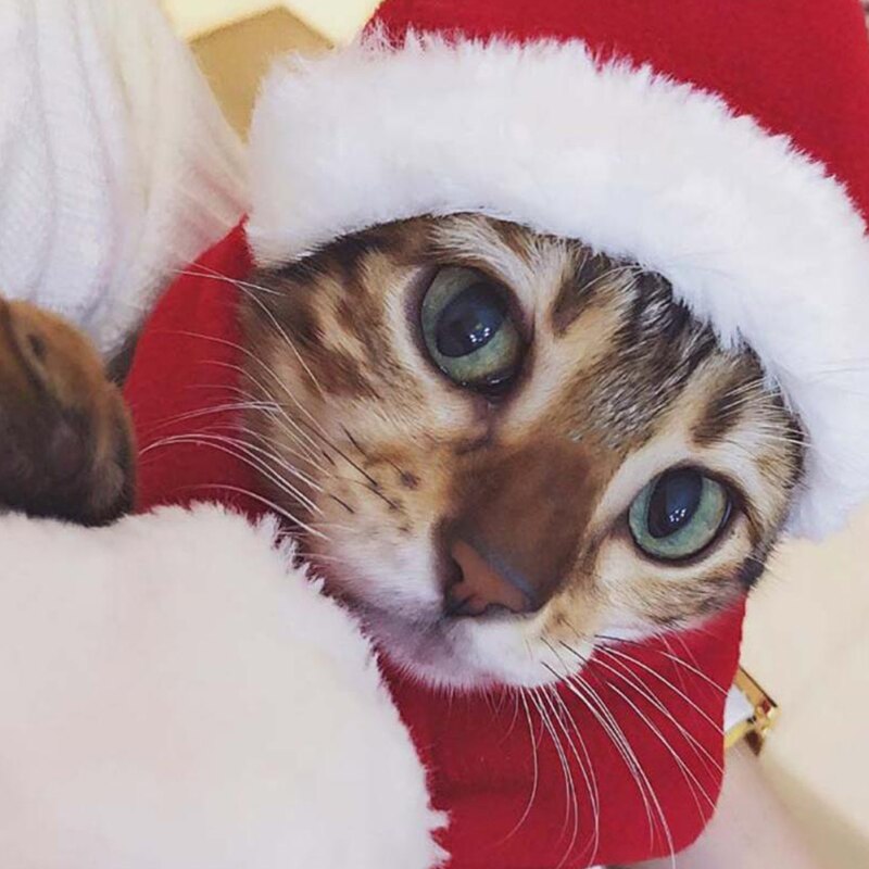 Sällskapsdjur hatt katt hund vinter varm plysch keps xmas fest dekor hatt hatt rolig söt sällskapsdjur cosplay diy hundar katter kostym dekor