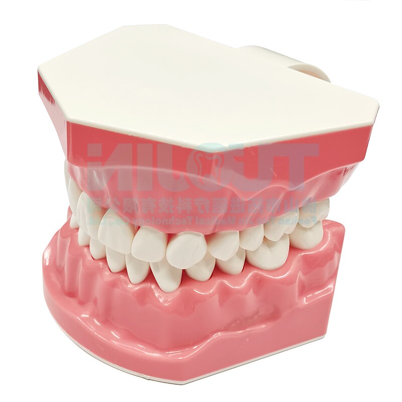 Dental Harz Zähne Tipodont Modell Für Dental Techniker Praxis Lehre Gum Zähne Kiefer Modell Zahnmedizin Ausrüstung