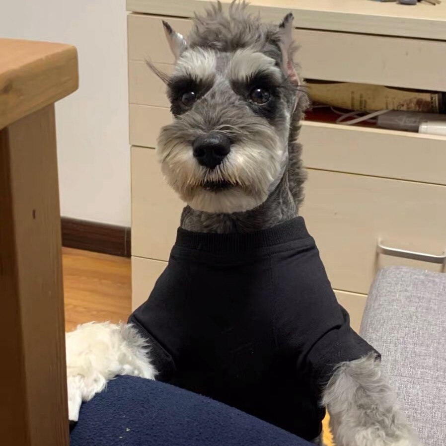 Schnauzer Summer T-shirt Teddy Vest Pet Clothes – Vicedeal