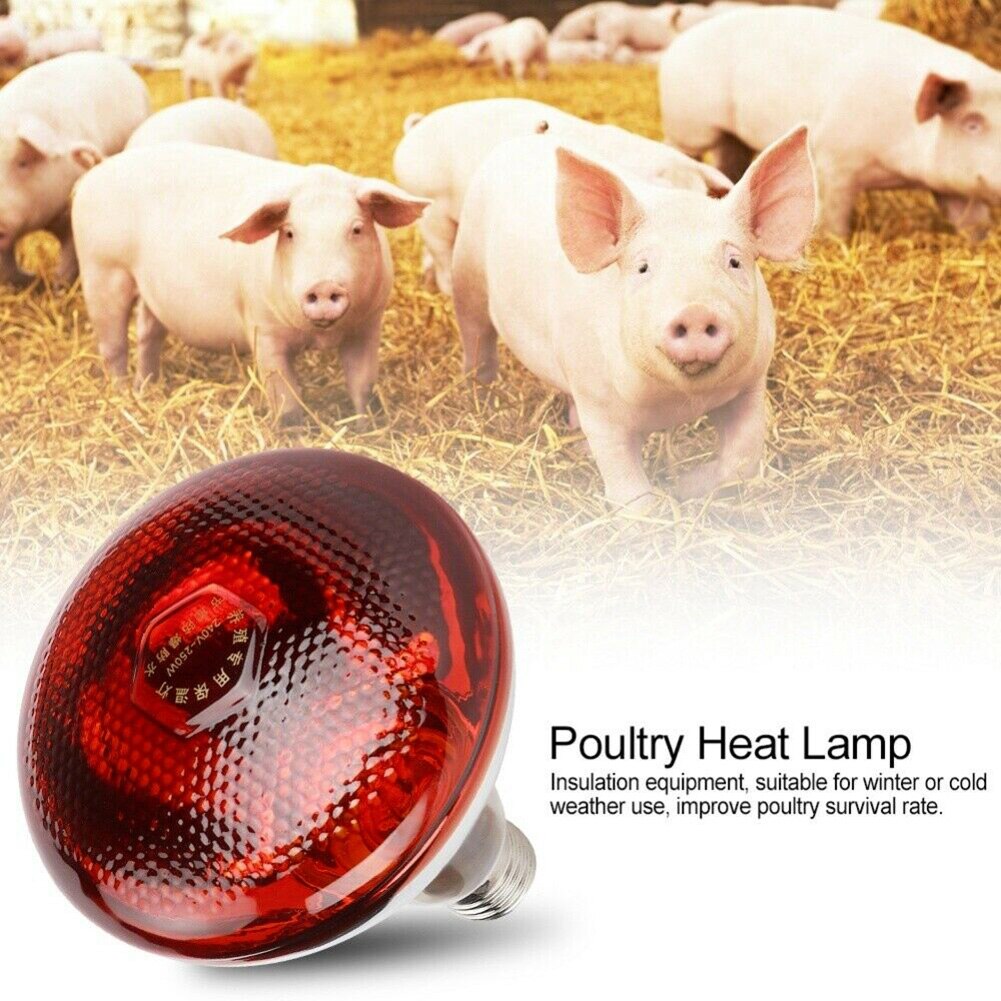 240V Infra Red Heat Lamp Poultry Brooder Chicks Waterproof Hatching Puppies Piglet Bulb YE