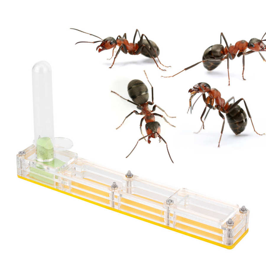 Acryl Mieren Fokken Transparante Insect Fokken Doos Formicarium Display Box Mier Living Voerbox: Yellow nest