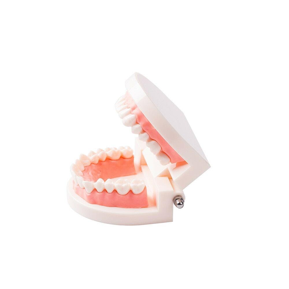 Dental Teeth Model Standard Teaching Learning Practice Typodont Demonstration Plastic Tooth Model EASYINSMILE