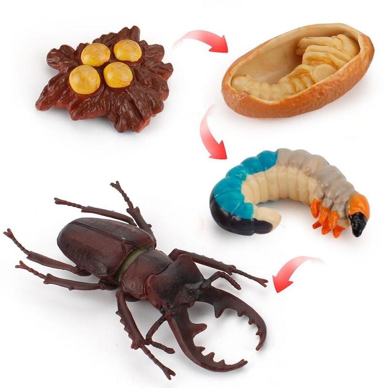 Simulatie Insect Bee Groei Cyclus Model Beeldjes Kikkers Zee Groei Mier Set Mosquito Model Cyclus Cijfers Kip Speelgoed T G5N