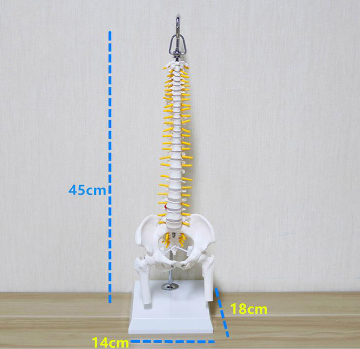 40/45cm human spine skeleton lumbar /cervical vertebrae educational model: 45cm hanging type