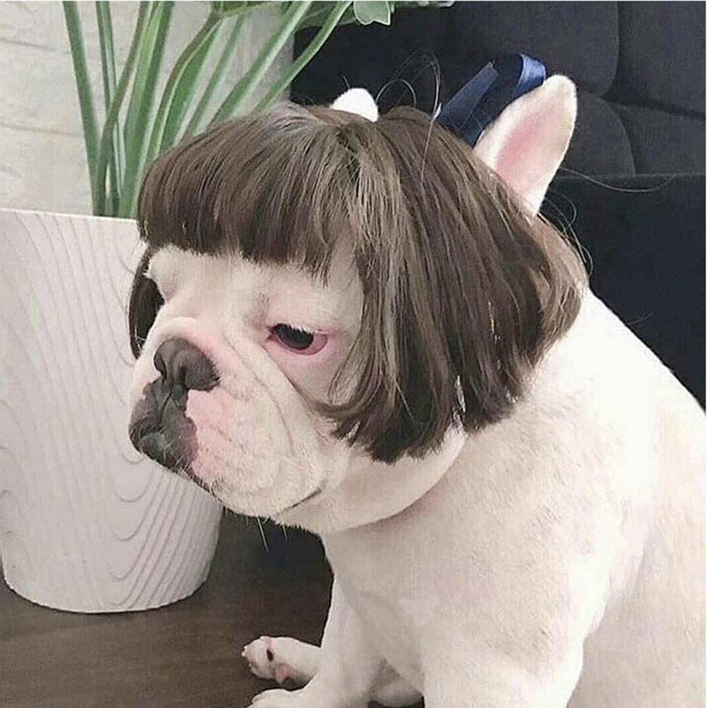 Perruque pour chat et chien, accessoires de Cosplay pour animaux de compagnie, ensemble de cheveux pour chiot, accessoires de photographie amusants, accessoires de tête pour farces