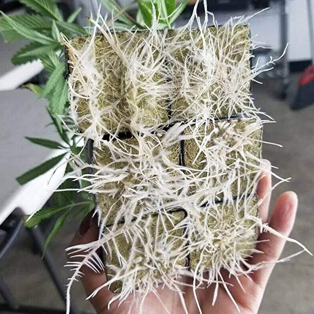 2 stk gaeden hydroponics frøplante vokse blokke kultur base medium jordfri plantning