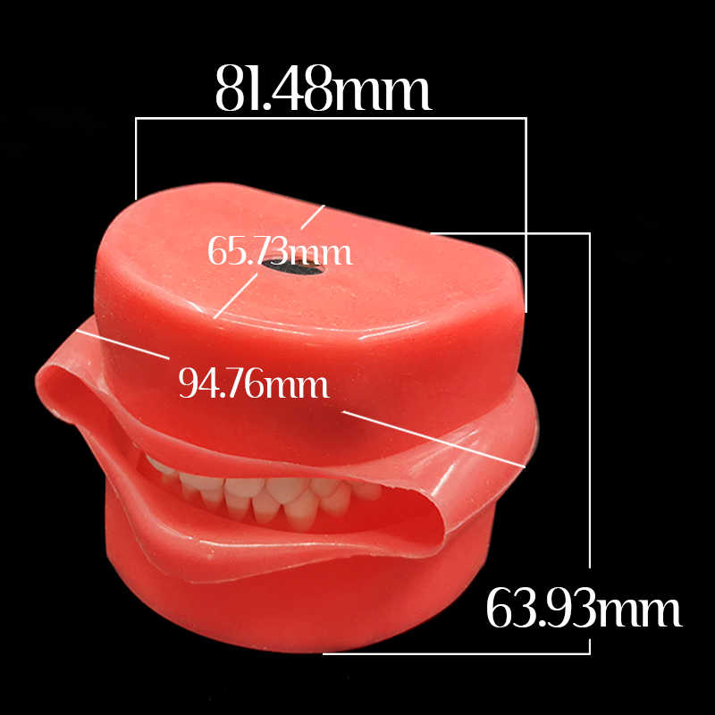 Tandheelkundige Benodigdheden 28Pcs Typodont Tand Model Met Gezicht Tandarts Tanden Phantom Hoofd Model Voor Tandheelkunde Praktijk Instrumenten Unit