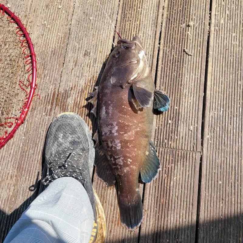 ZYZ 8-35 Teile/beutel rot Angelhaken 16 Größen Scharfe Dreieckige versetzt Haken Spitze Stacheldraht CHINU Haken Kreis Angelhaken angehen