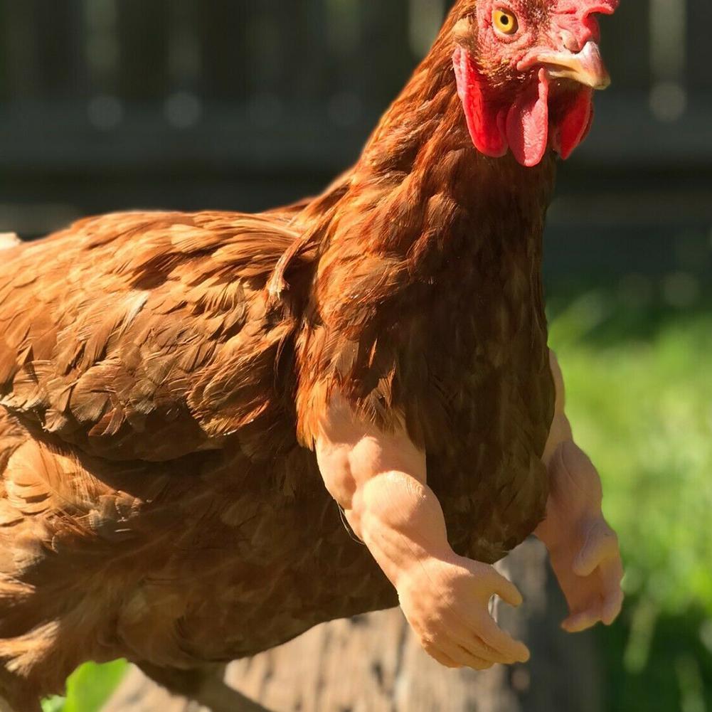 Bras de poulet solides pour le poulet, pour porter des costumes, jouets de décoration, produits amusants pour animaux de compagnie