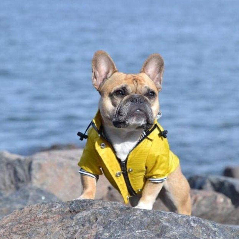 Manteau imperméable pour chien bouledogue français, vêtements imperméables rétro pour chiot, tenue pour animaux de compagnie