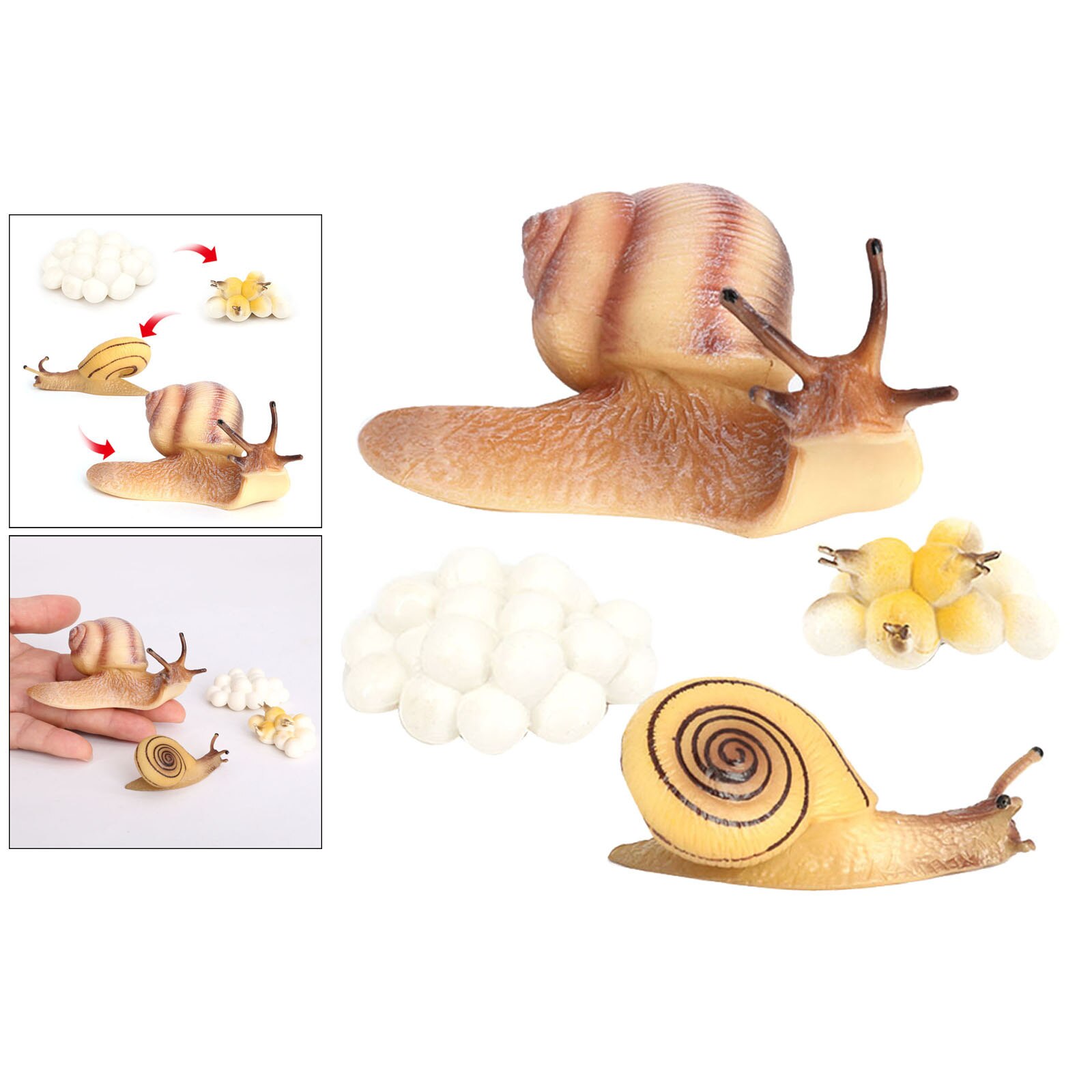 Realistic Snail Growth Cycle. Plastic Life Cycle. Animal Model