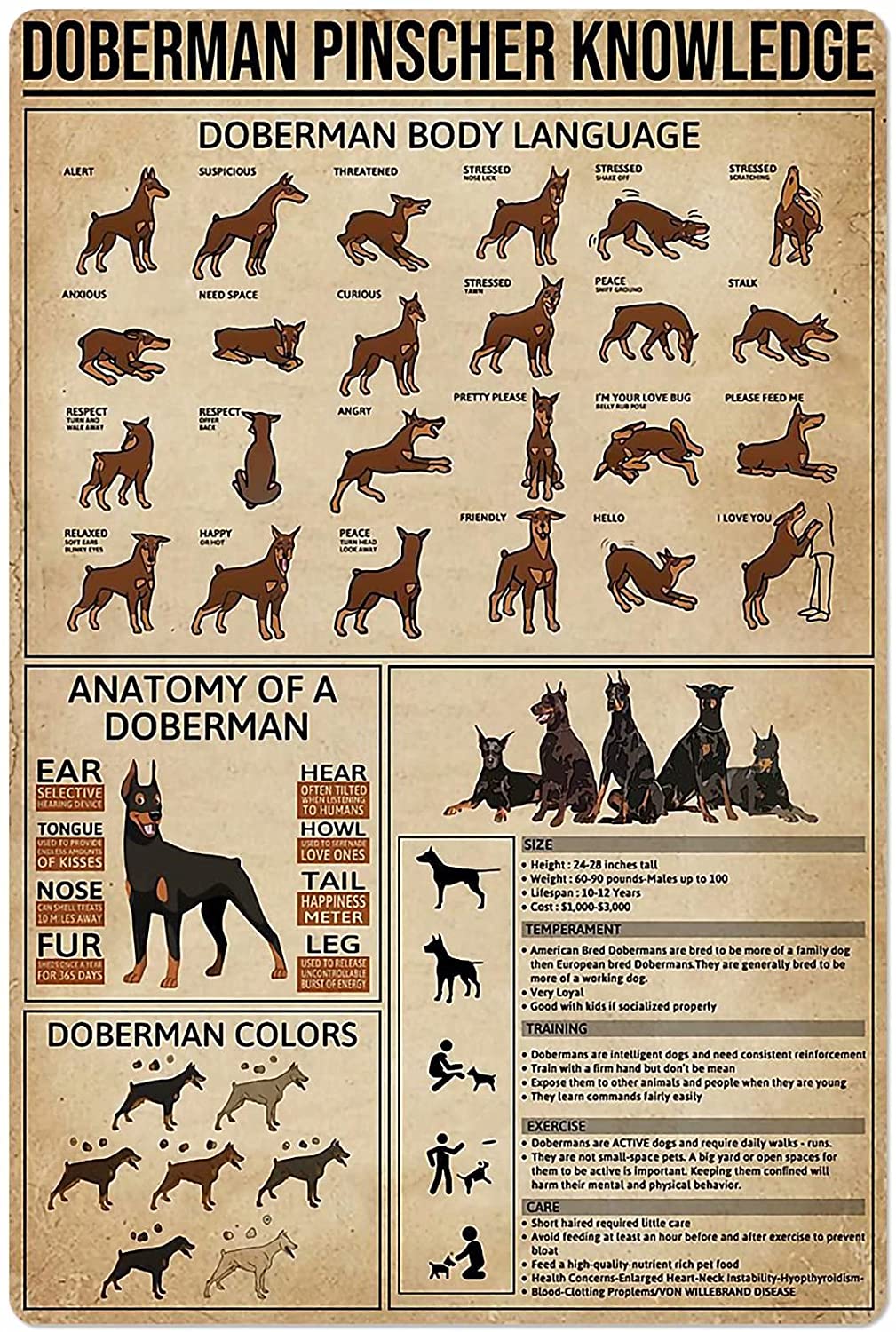 Dog Anatomy Metal Tin Sign Australian Cattle Dog Knowledge Poster Farm School Education Club Garage Wall Decor Plaque 8x12 Inch: Doberman Pinscher / 8x12inch
