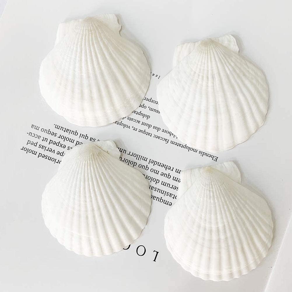 1pcs Natural Shell Big White Scallop Decoration Mediterranean Style Crafts Accessories Aquarium Fish Tank Landscape Home Decor