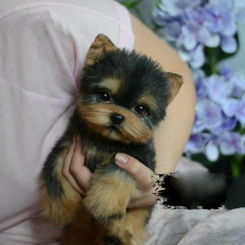 Realistische Yorkshire Terrier Simulatie Speelgoed Leuke Hond Puppies Realistische Knuffel Hond Handgemaakte Kinderen Speelgoed