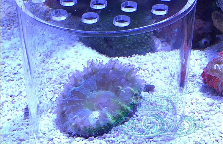 Akvarium lps koral feeder dækning beskytte braincoral trachyphyllia mad forhindre fisk marine akvarium