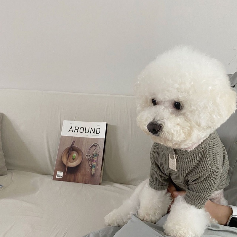 Autumn Winter Thin Warm Dog Pullover Solid Dog Hoodies Pet Vest Girls Dog Costume Chihuahua Bichon Clothing Letter Cat Dog Shirt: S / GRAY