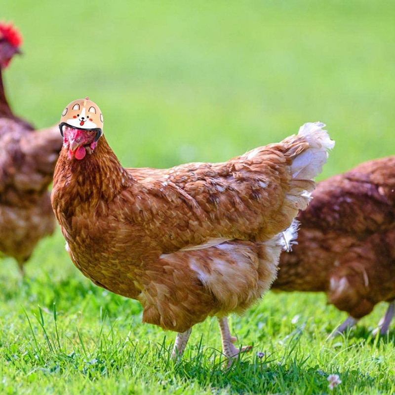 4/3/2/1Pcs Chicken Helmet For Pets Funny Protective Chicken Helmet Hen Chicken Hard Hat Bird Hat Hood TLS