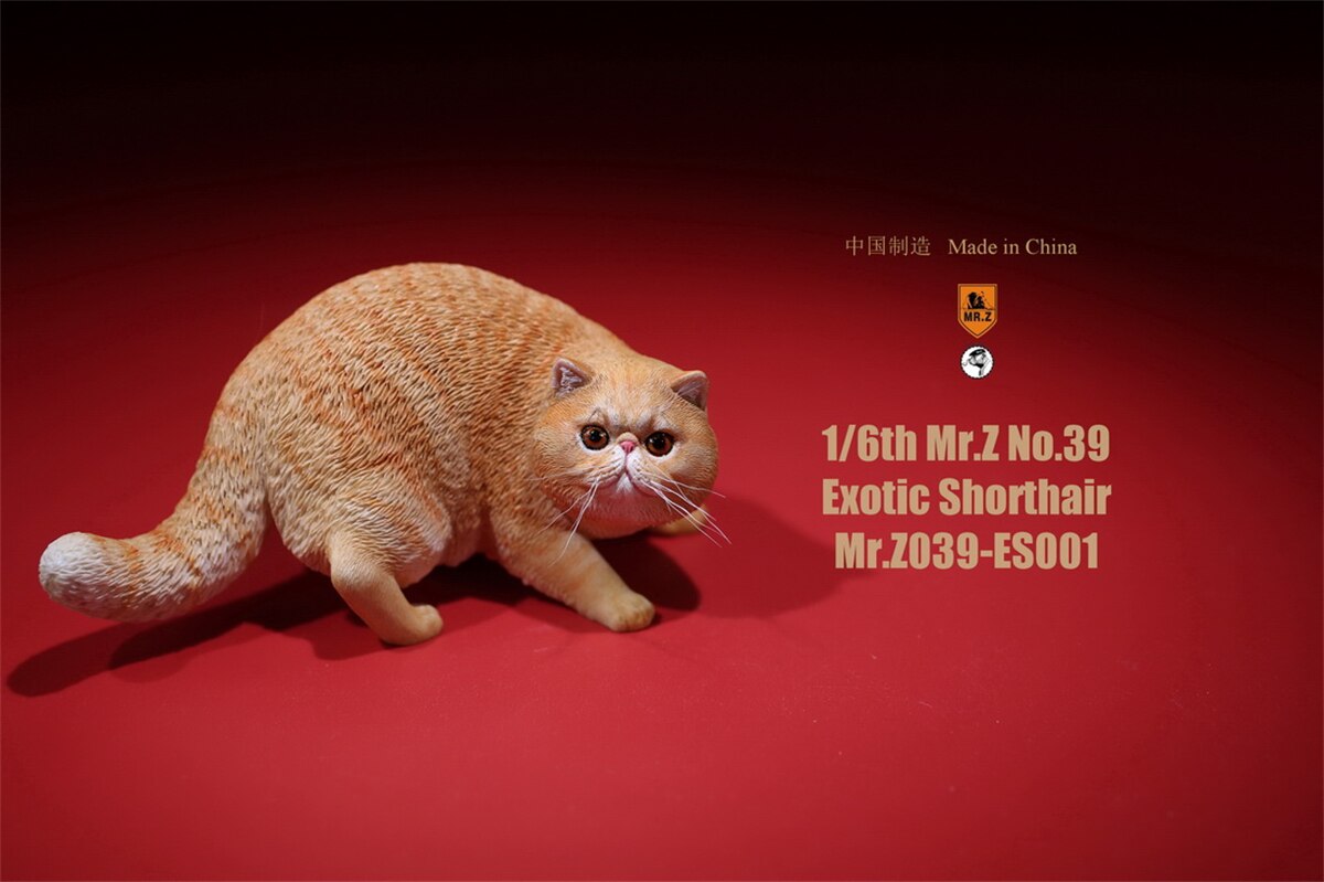 Mr.Z Studio 1:6 Exotic Shorthair Cute Cat Pet Animal Model Collector Toys Kitten Small Accessories Decoration simulation