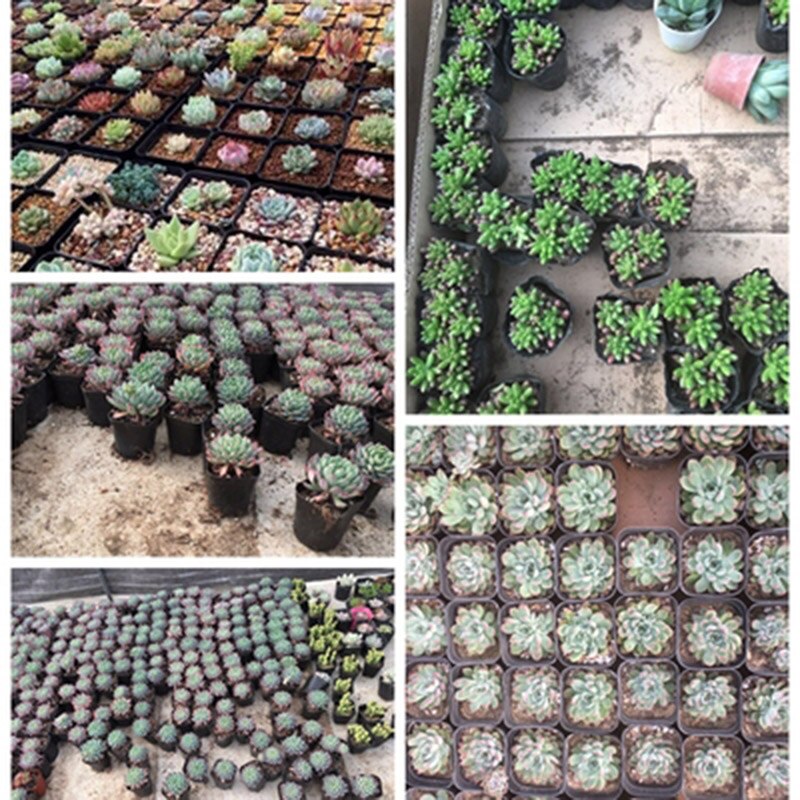 Firkantet plast mini plante blomsterpotte sort farve plantageejer pot hjemmekontor indretning saftige planteskole potte haveværktøj 20 stk /50 stk