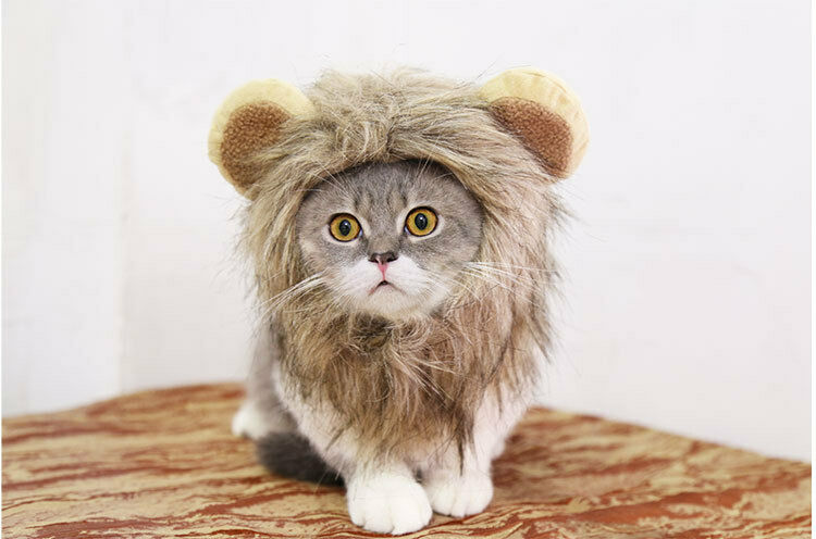 Chapeau crinière de Lion pour animal de compagnie, chapeau pour chien et chat, amusant et , adapté pour l'hiver