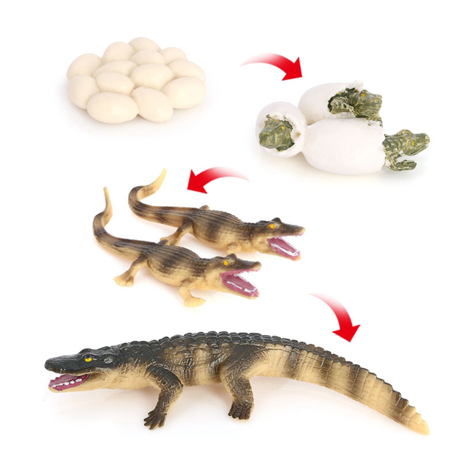 4 Stages Life Cycle of Crocodile Nature Insects Life Cycles Growth Model Game Prop Insect Animal Natural Toy