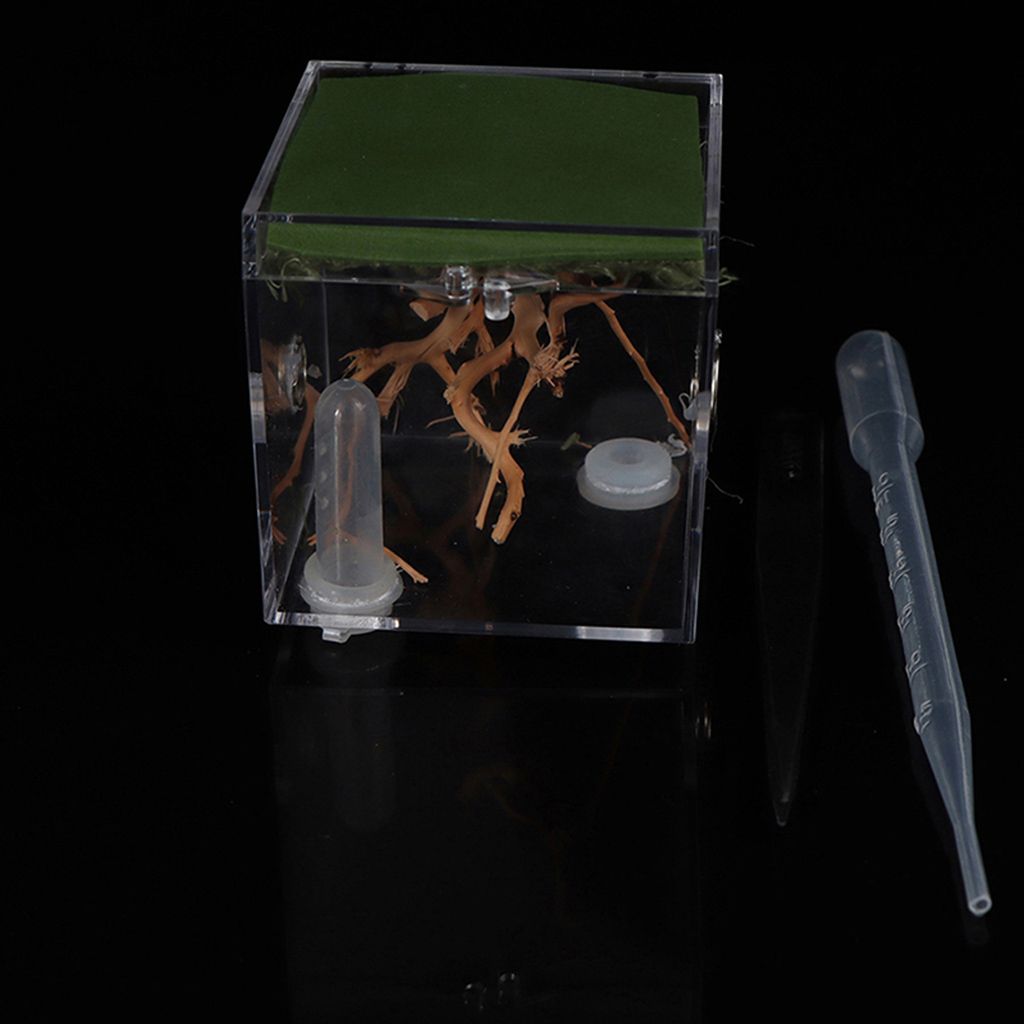 1 Set Ant Spider Small Insect Transparent Terrarium Reptile Breeding Box Assembled Eco Box with Top Feeding: L