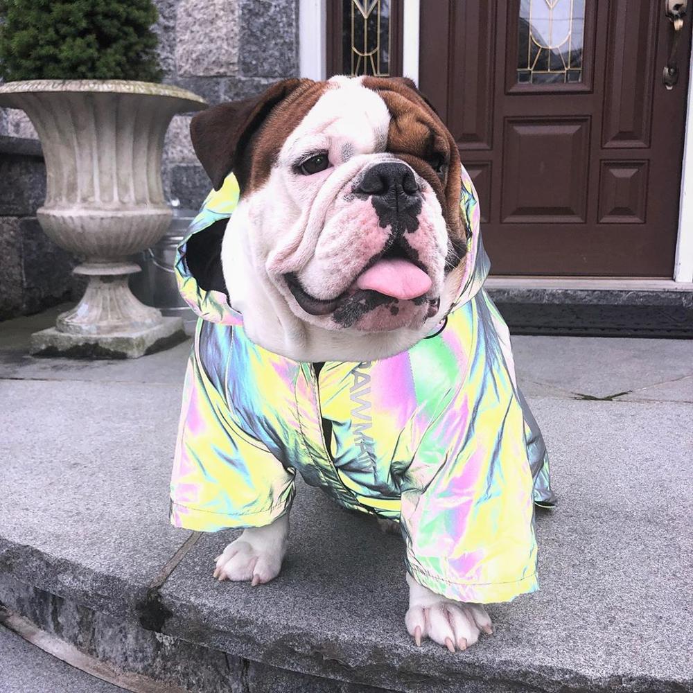 Reflekterande blinkande ljus hundkläder fransk bulldog fet hundkläder hund vindjacka s -5xl stora husdjurskläder valp husdjurskläder