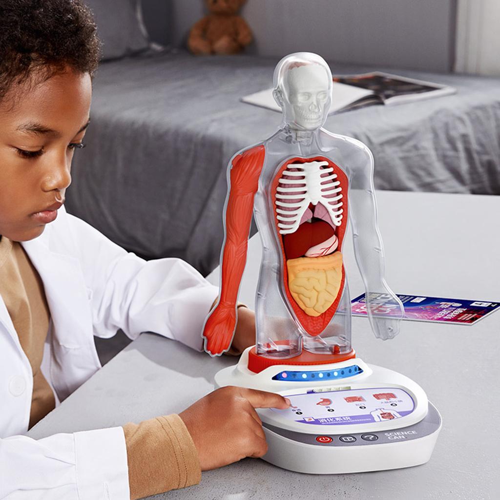 Plastic Human Torso Body Anatomy Model Realistic Learning Talking Children Kids