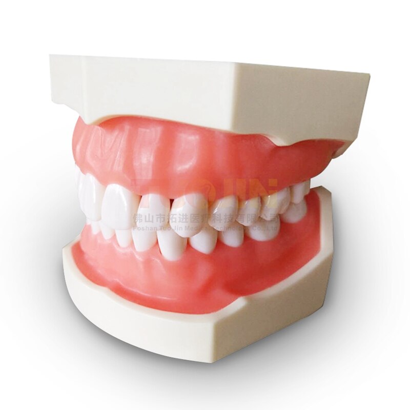 Dental Harz Zähne Tipodont Modell Für Dental Techniker Praxis Lehre Gum Zähne Kiefer Modell Zahnmedizin Ausrüstung