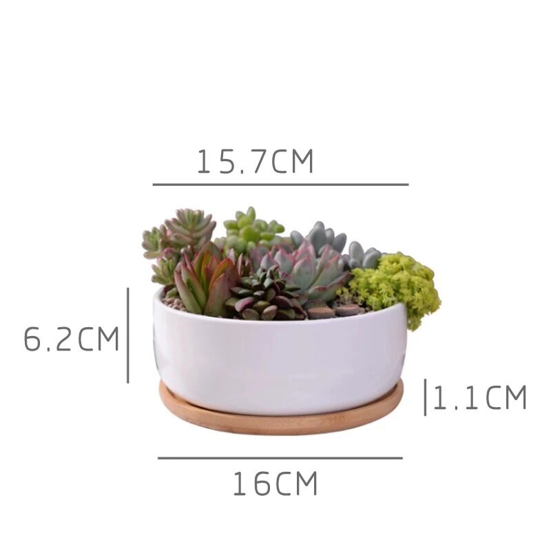 Hvid porcelæn sukkulenter potte grønne planter urtepotte med bambus bakke kontor bordplade planter kortfattet vase boligindretning: K