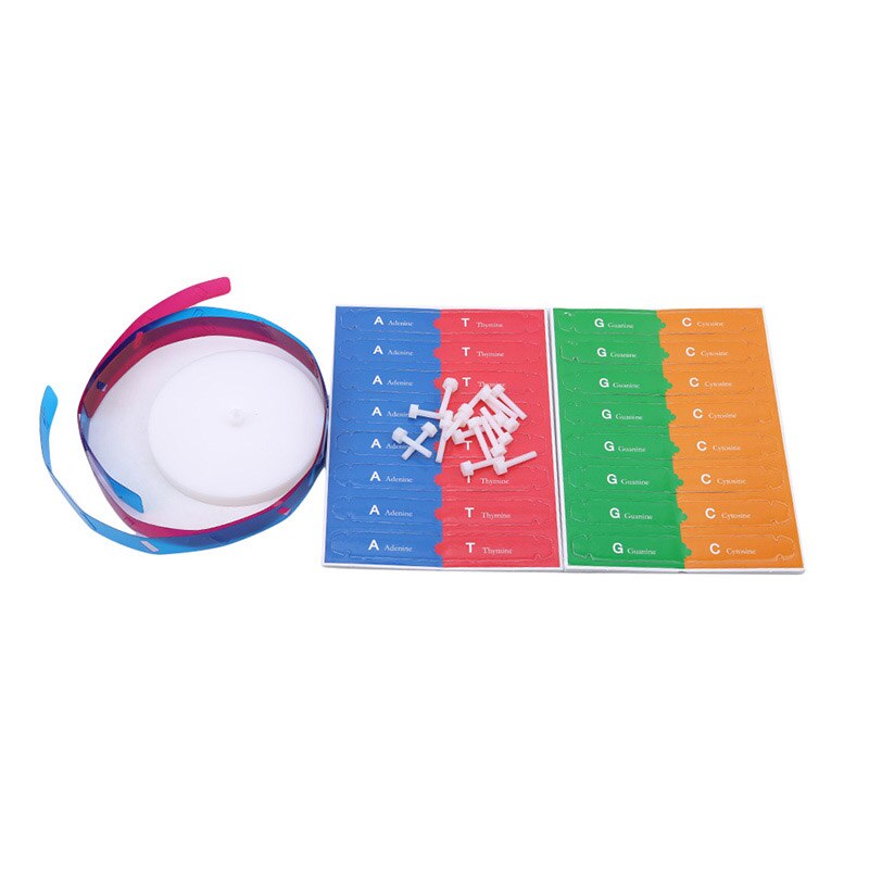 Best DIY Human Genes DNA Models Double Helix Science Popularization Teaching Aids Science Tools Learning Education Toy
