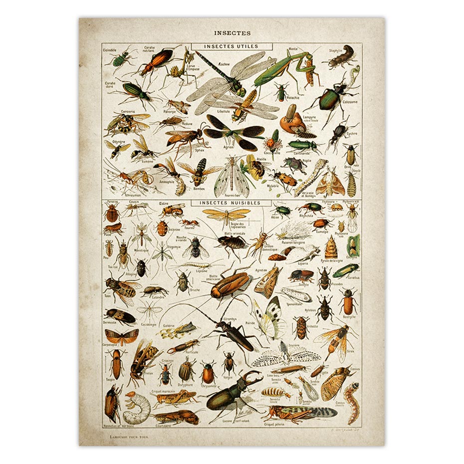 Buttferflies Vintage Poster Bees Insects Birds Plumes Feathers Eggs Wall Art Posters and Prints Adolphe Millot Kraft paper