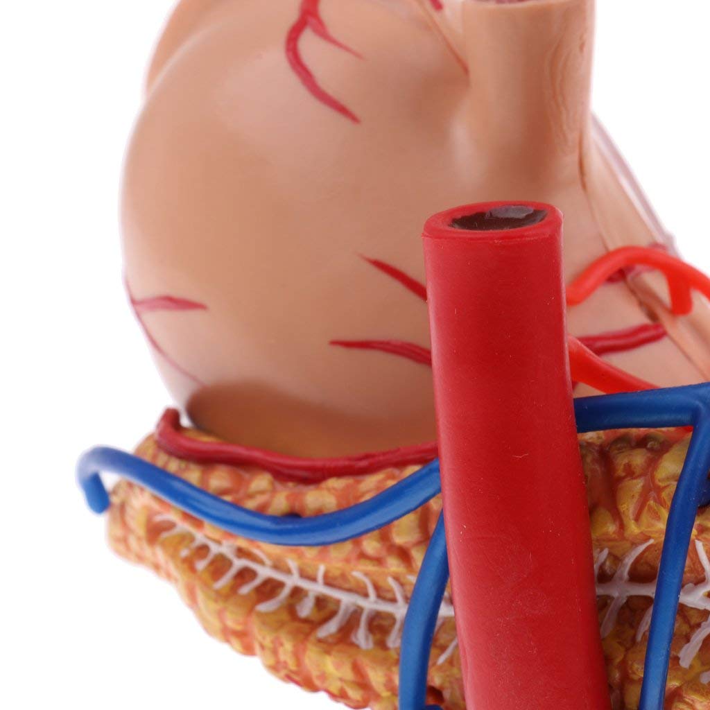 2: 3 Human Stomach Model Digestive System Structure Anatomical Model for School Teaching Tool Learning Display Lab Supplies