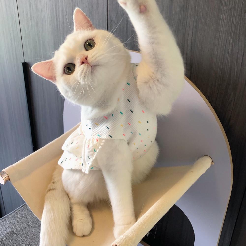 Cat clothes 100% Cotton Dress for Cat