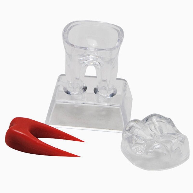 Large Tooth Molar Model Separable Teaching Demonstration Model Transparent Dentistry Material Lab Teeth Model