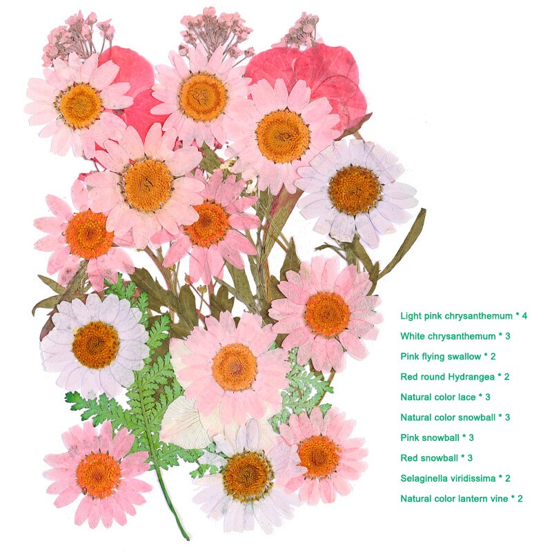 Bra hälsosam pressad blomma blandade torkade blommor gör-det-själv konst blomdekor samling hantverk gör-det-själv: A 7
