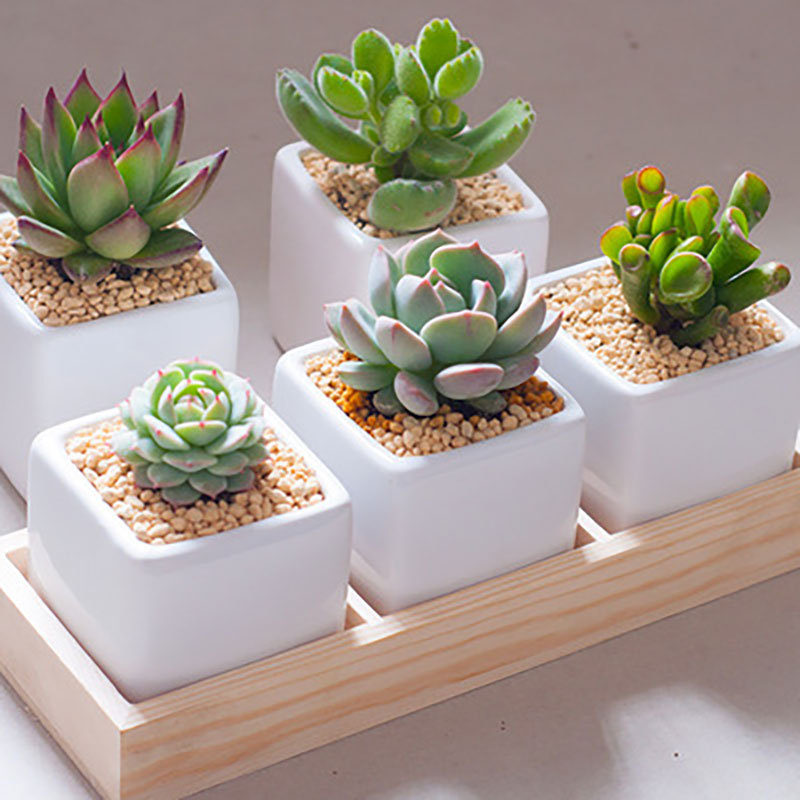 Bote de madera con 3 rejillas para plantas suculentas, flor carnosa, bandejas de caja para jardín, contenedores decorativos para el hogar, maceta para Cactus, maceta, 3 plantas carnosas de varios granos, bandeja de madera, soporte para escritorio, oficina, organizador de escritorio