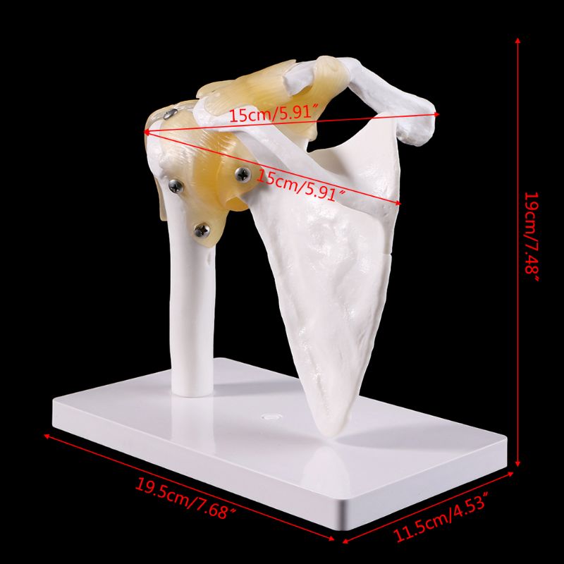 Modelo anatômico funcional de tamanho da vida, esqueleto de anatomia humana, modelo de osso das articulações, ombro, músculo para ensino, ferramenta de estudo
